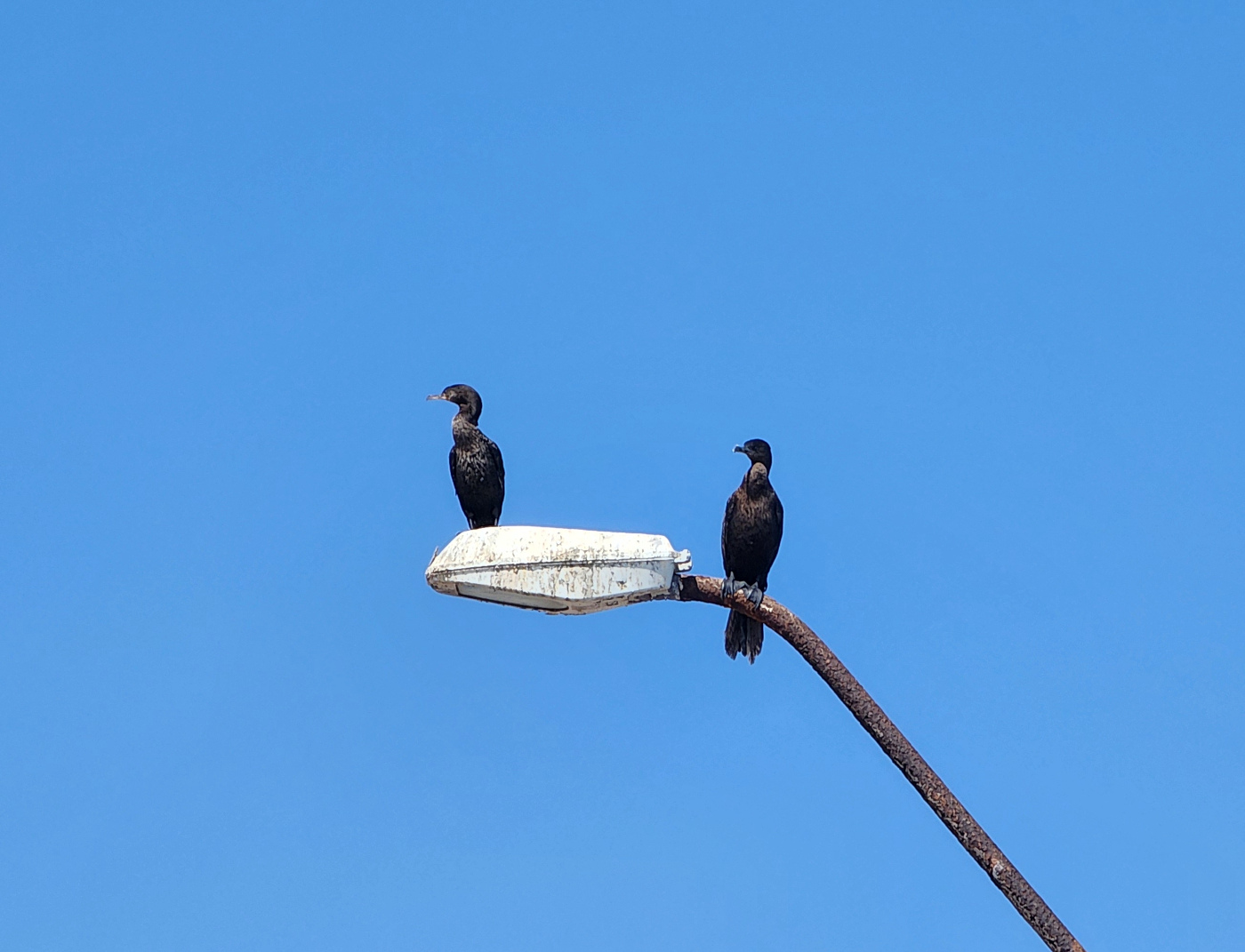 cormoranes-017.jpg