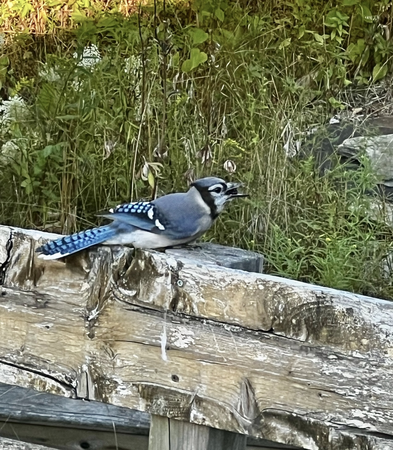 IMG_3324.jpeg
