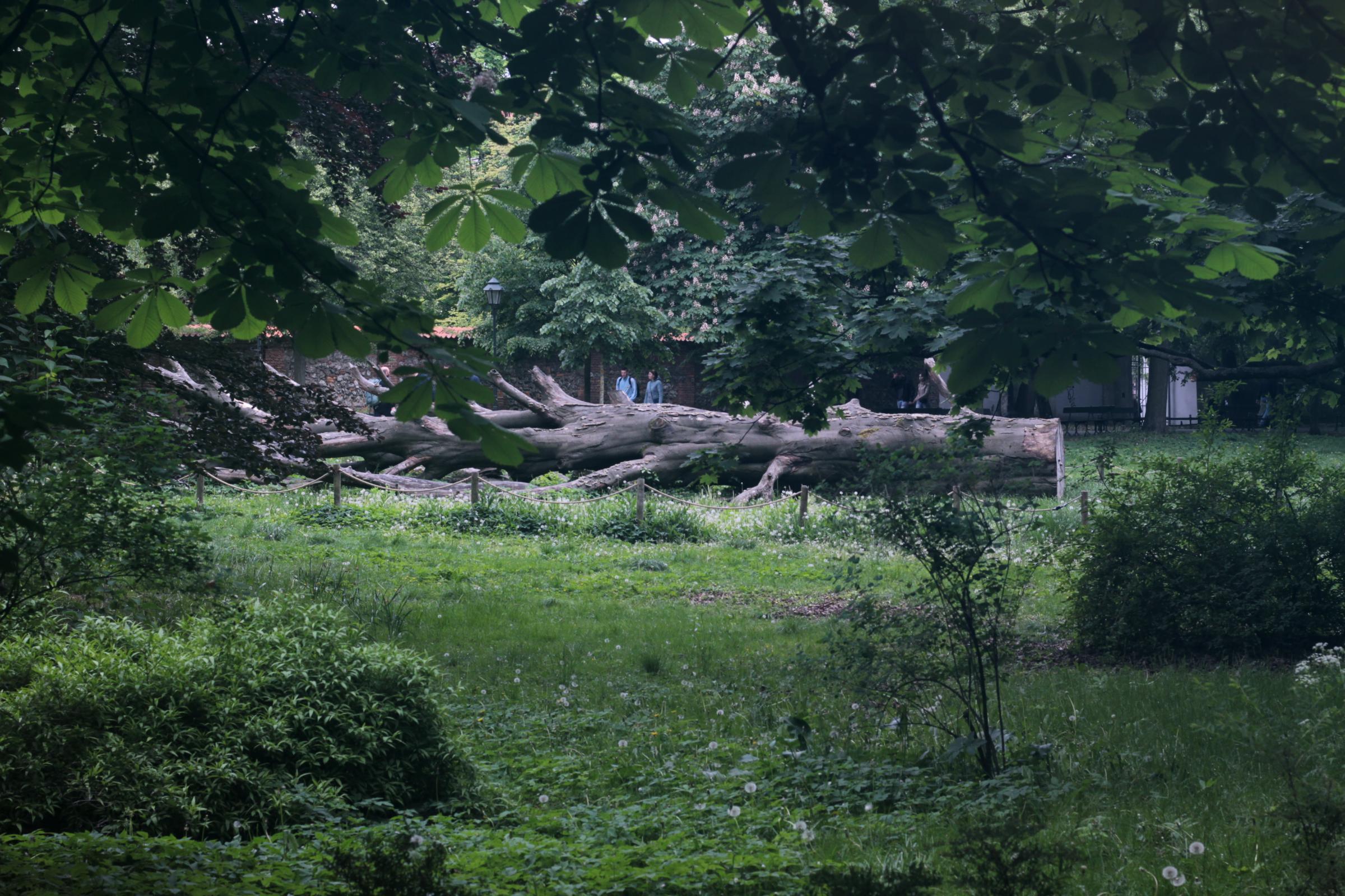 IMG_7229-crop.JPG