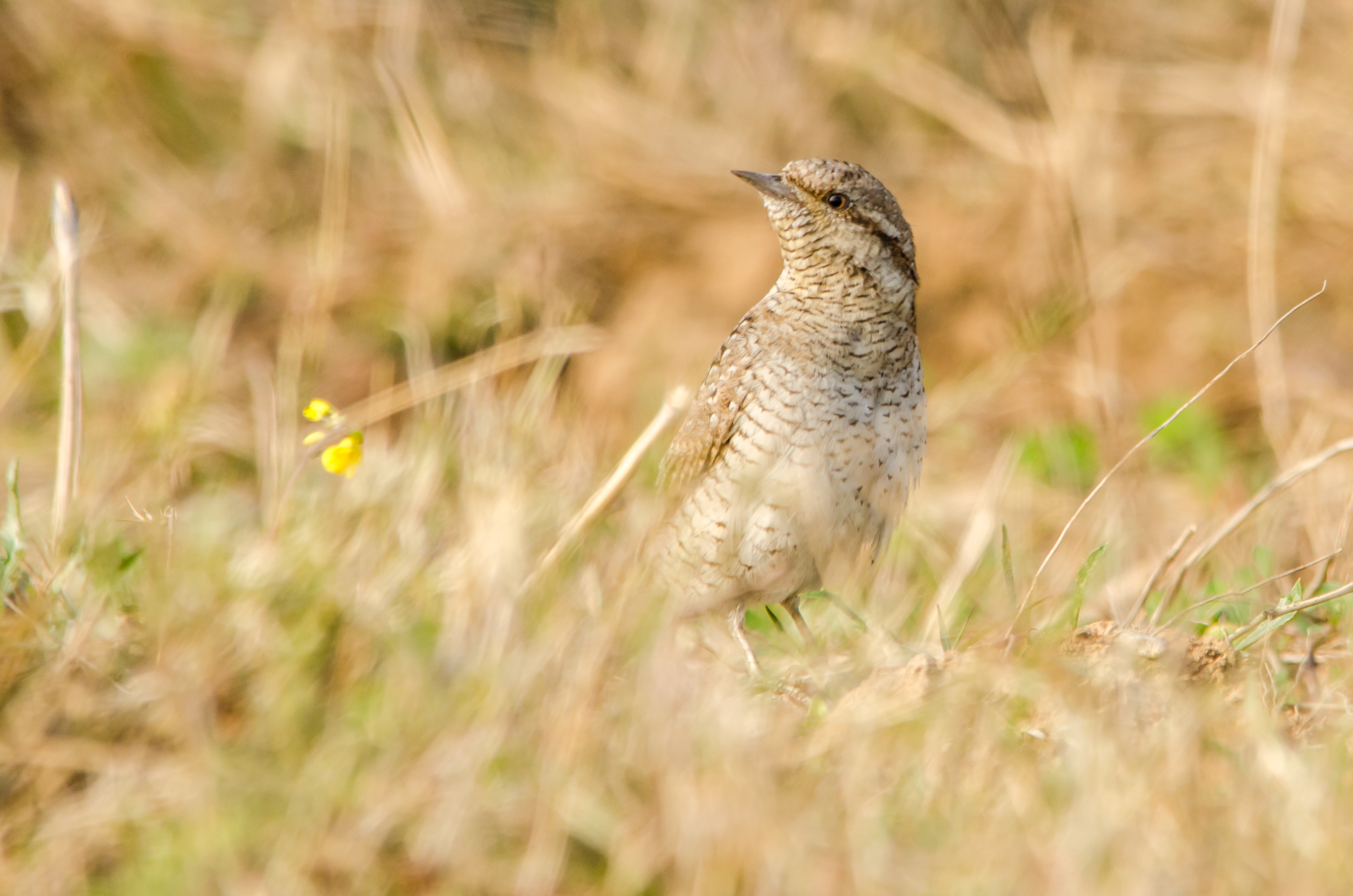 DSC_5907.jpg