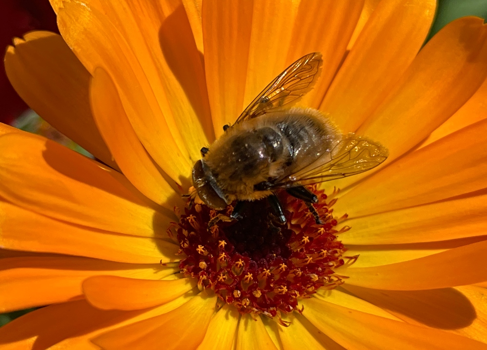 bee.jpg