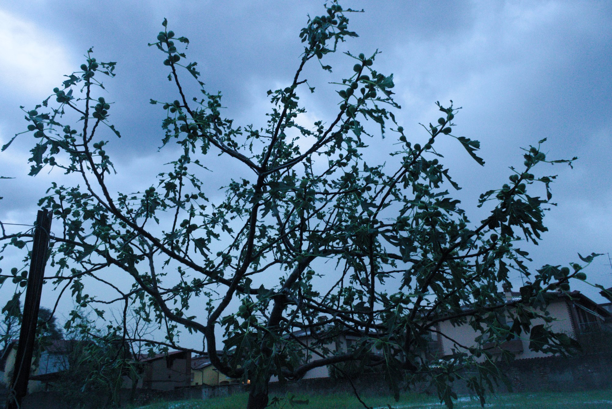 giardino_1.jpg
