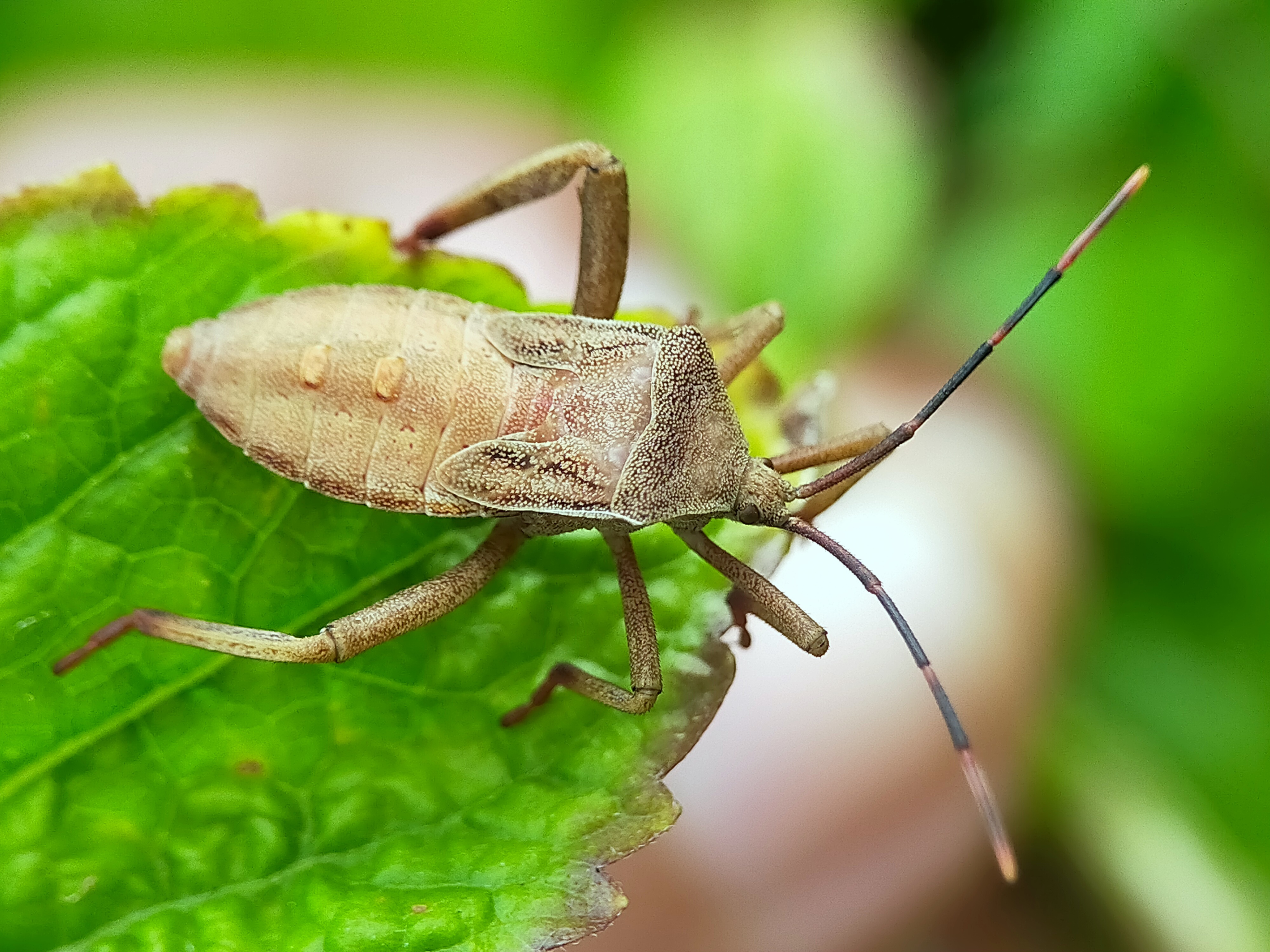 Stink Beetle (21).jpg