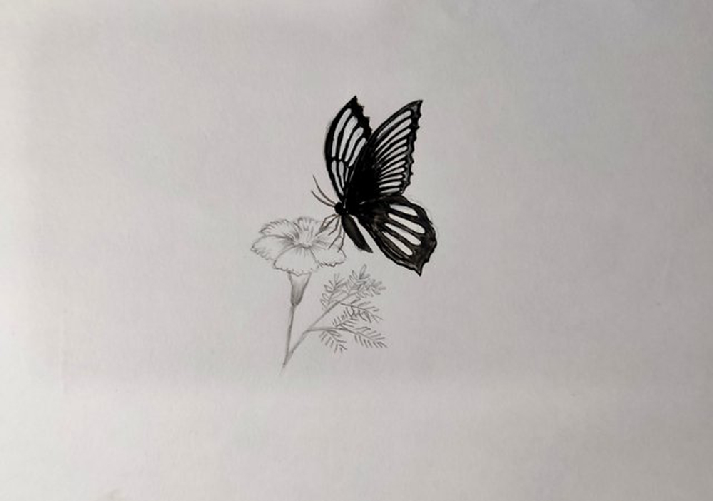 Butterflies And Flowers Drawing Images & Pictures | Mariposas dibujos a  lapiz, Cómo dibujar cosas, Flores dibujadas a lapiz