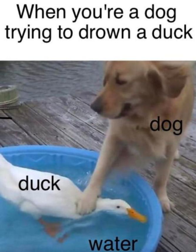 Dog, Duck, Water