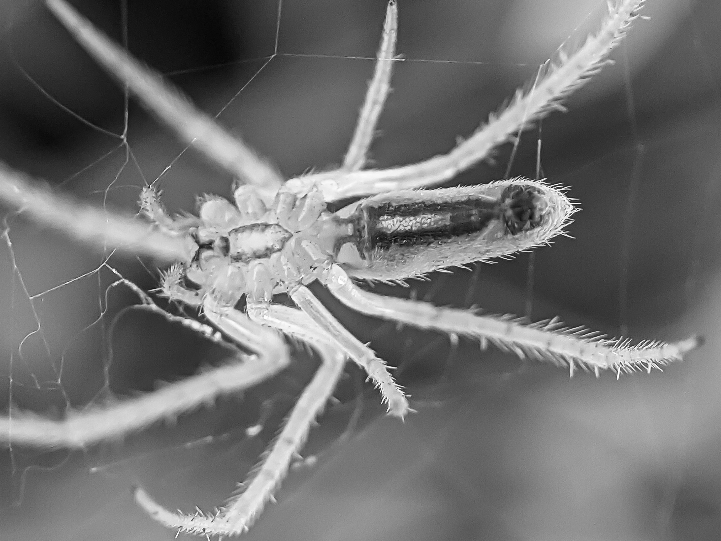 spider (9).jpg