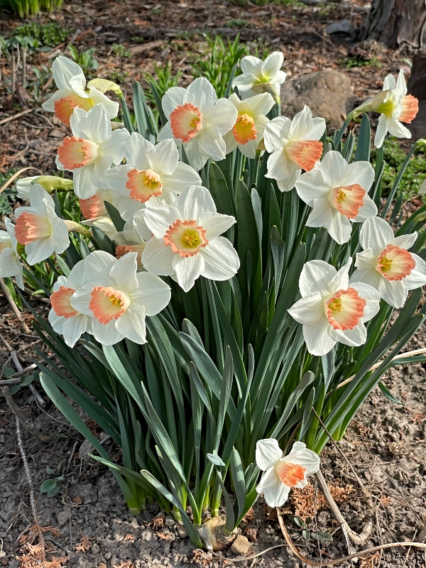 flowers-4.jpg