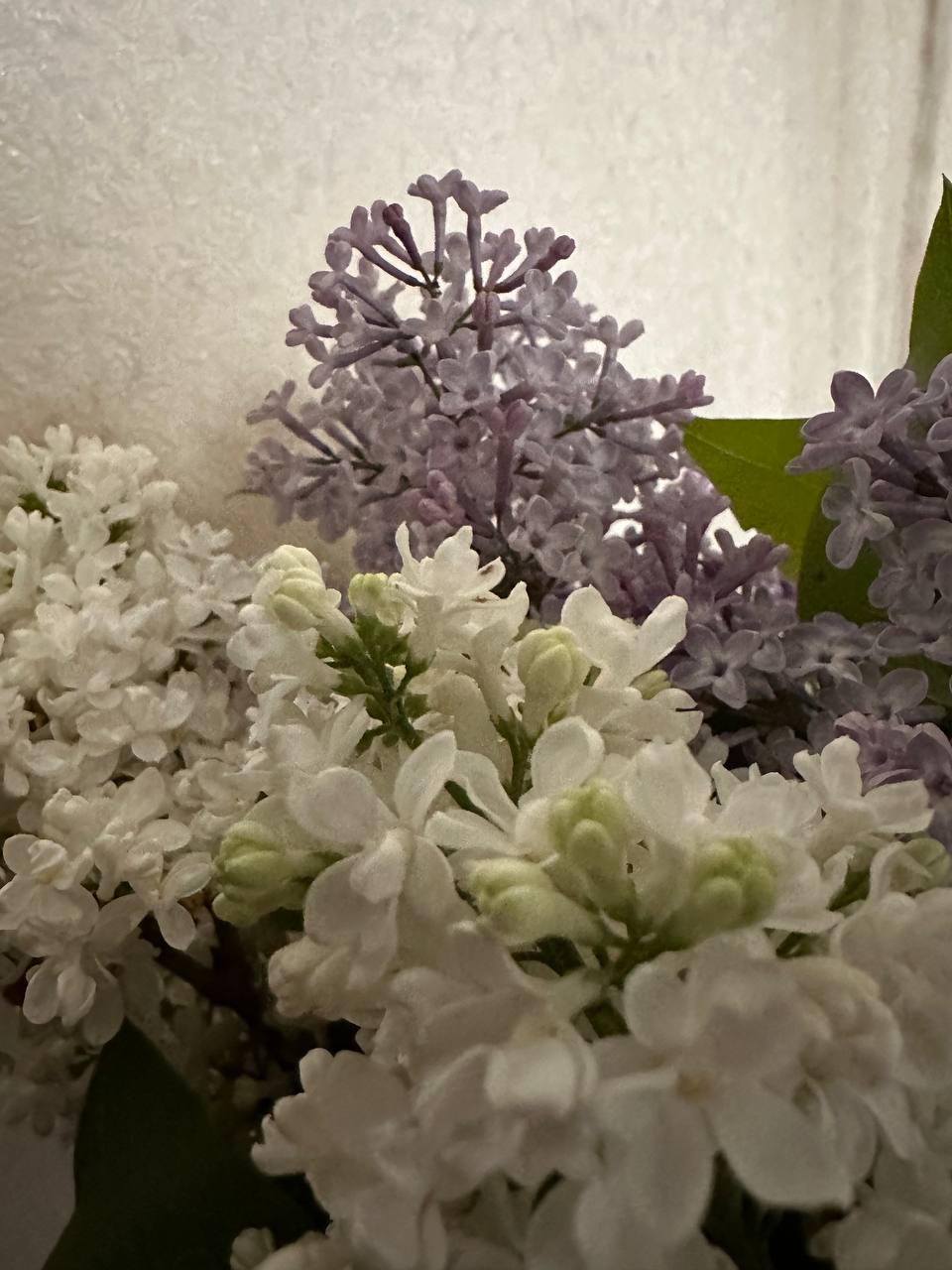 IMG_1240.jpeg