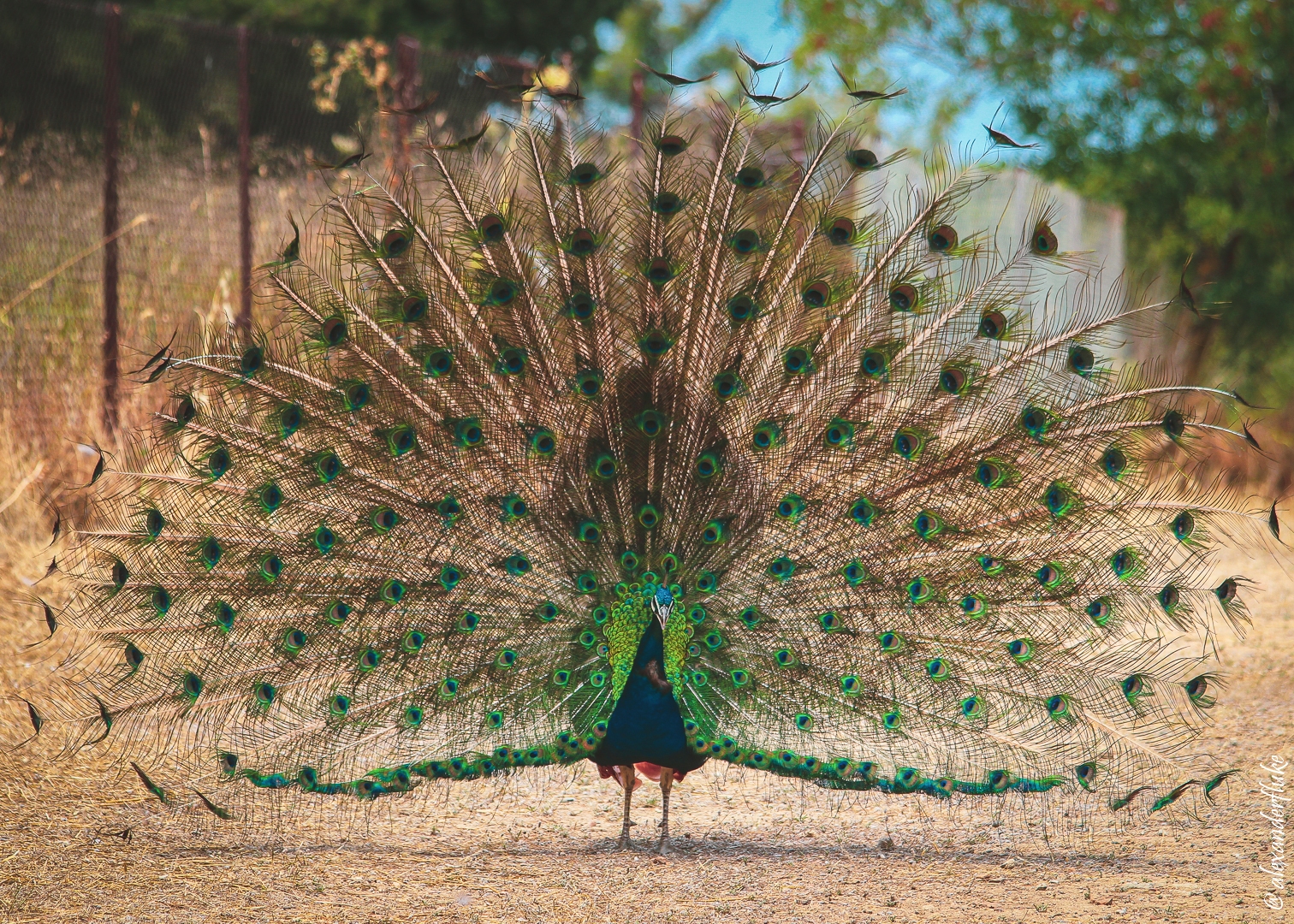 peacocks-001.jpg