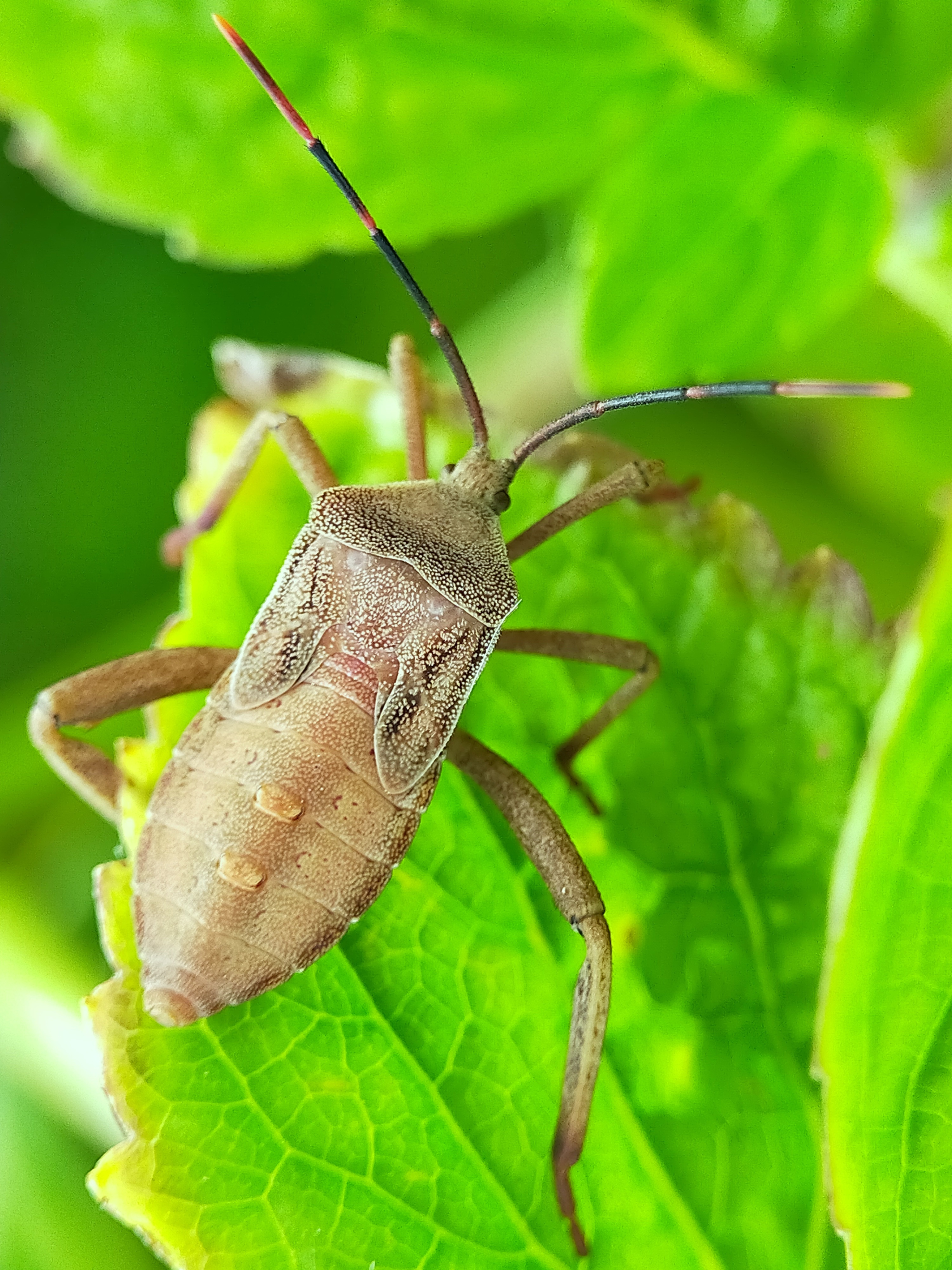 Stink Beetle (23).jpg