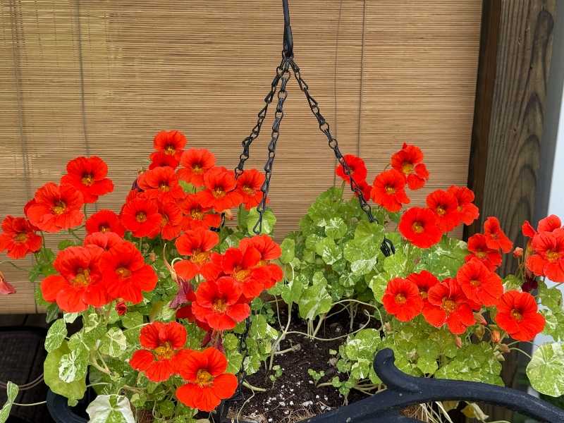 hivegarden-nasturtiums-2.jpg