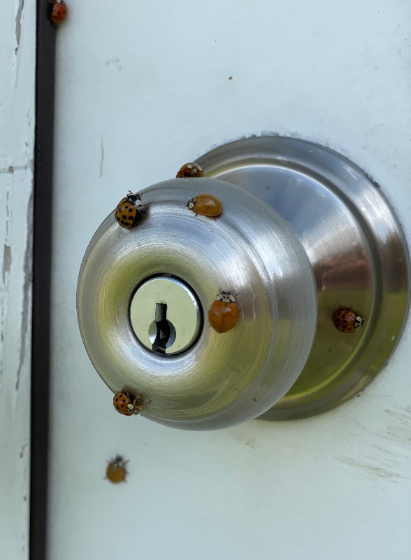 ladybug3.jpg
