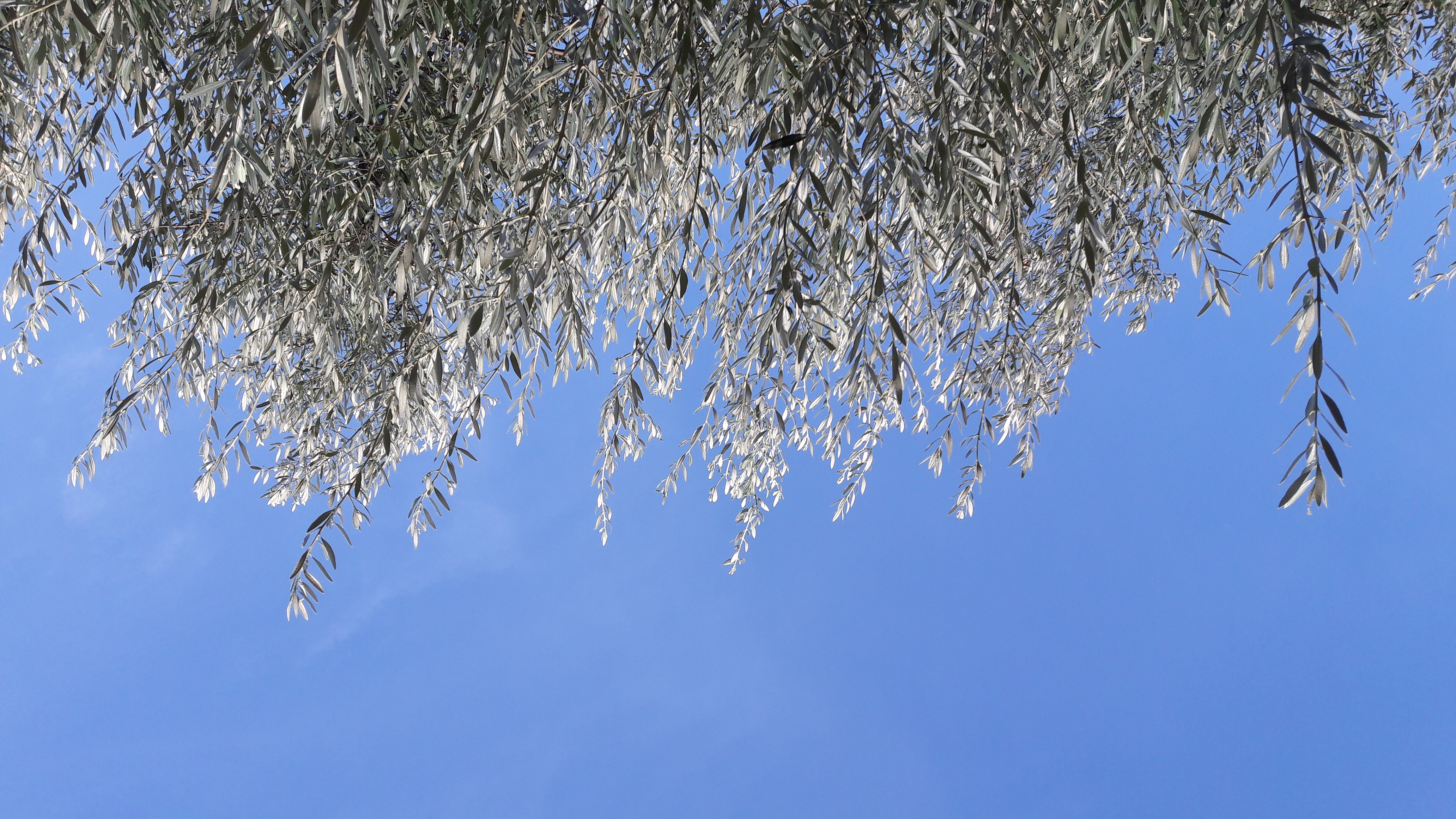 Flora-Tree-Forest-Publicdomain (5).jpg