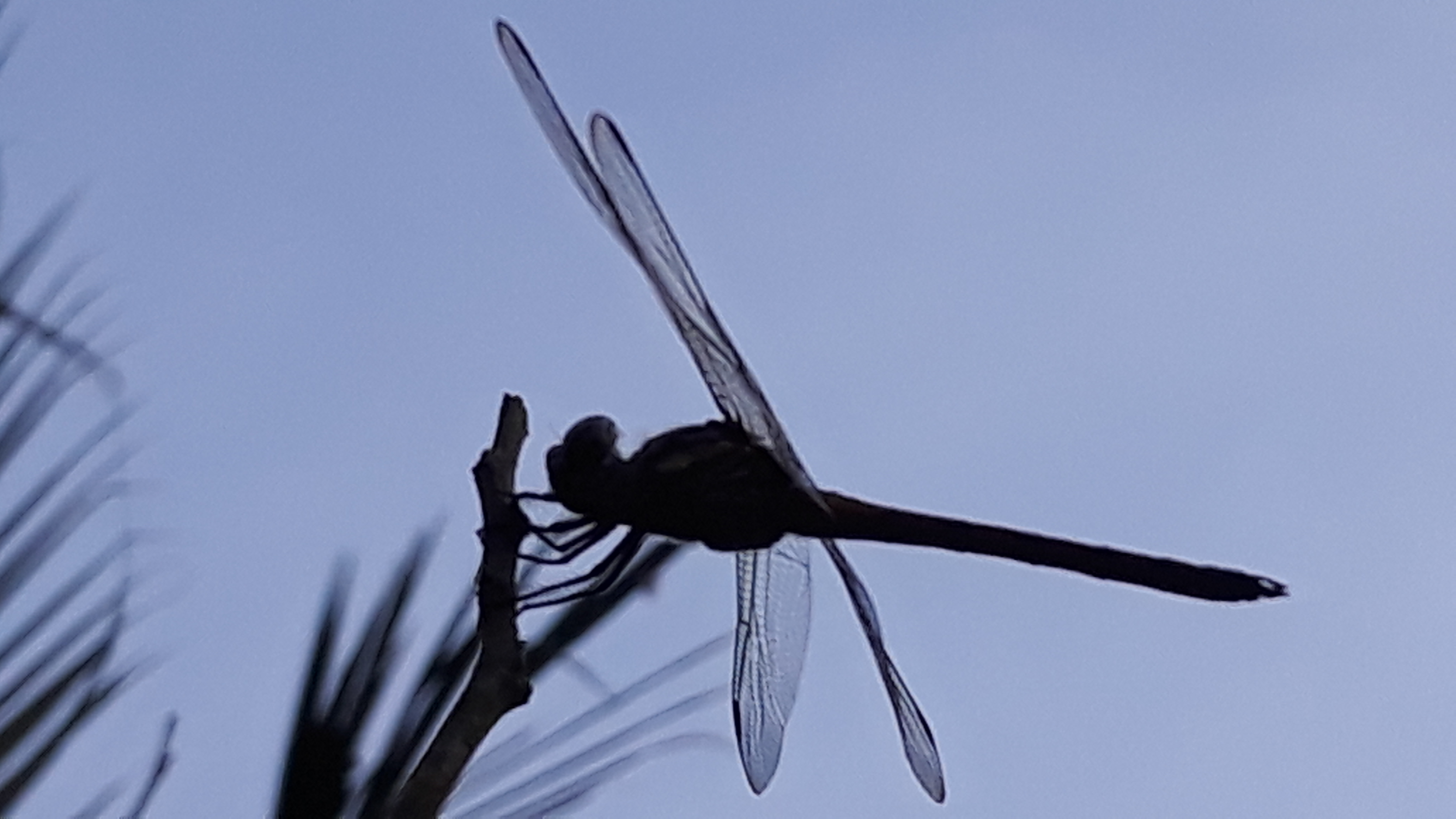 20250204_184154.jpg