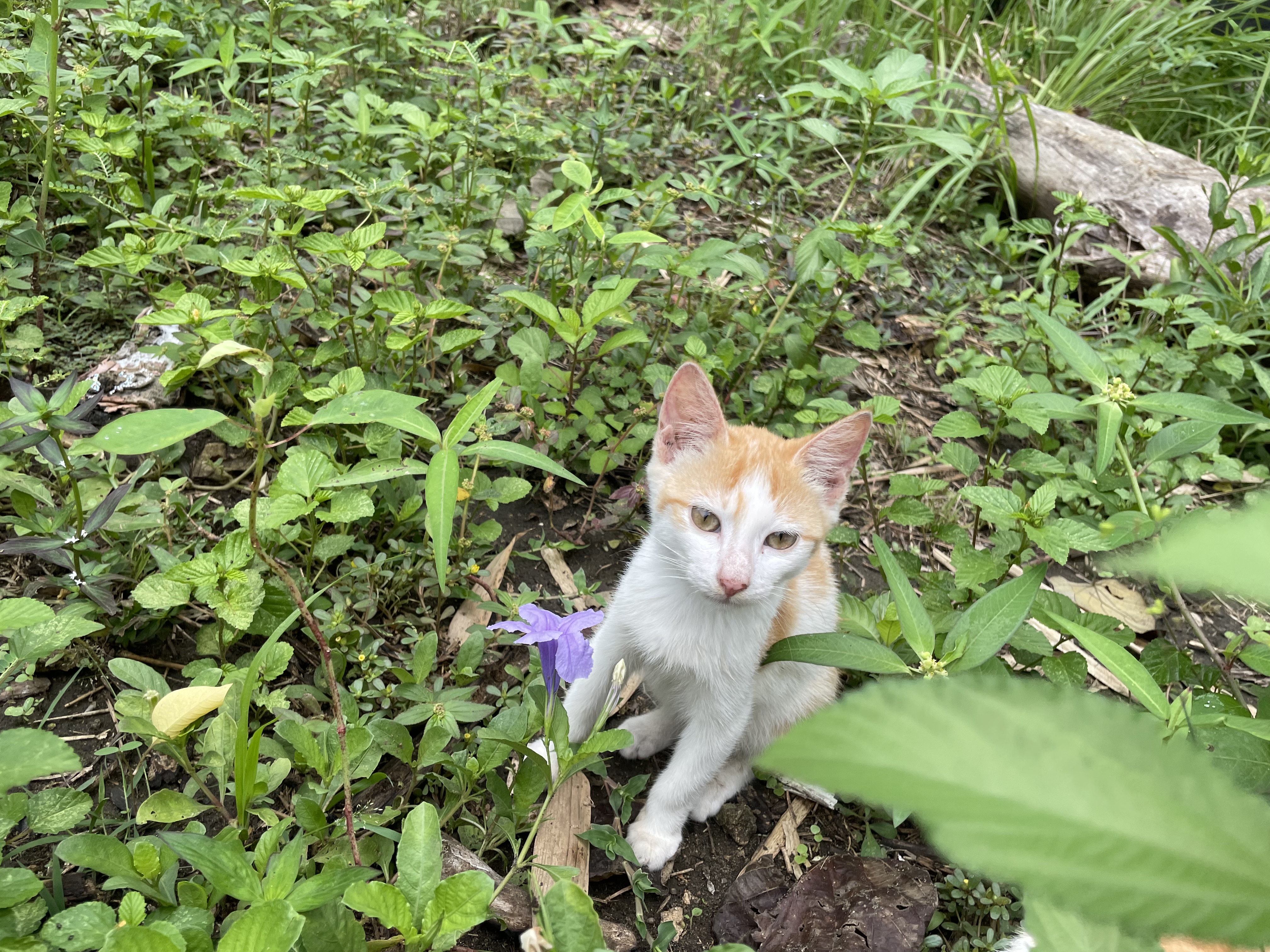 IMG_5241.jpeg