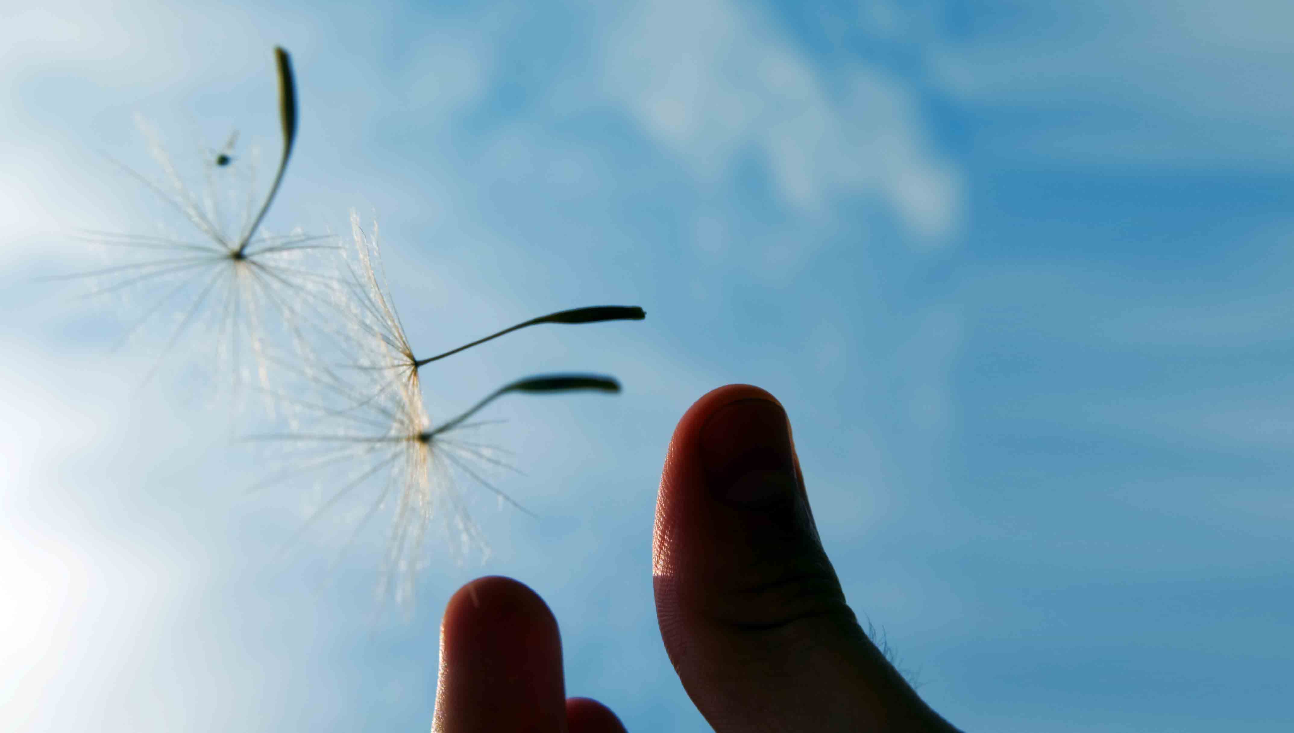 hand-holding-dandelion.jpg