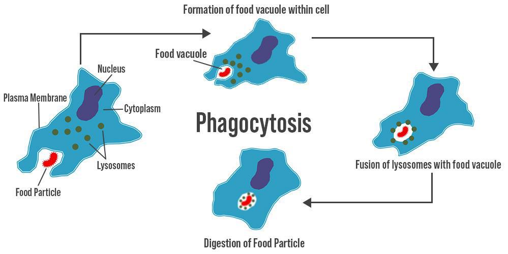 Phagocytosis.jpg