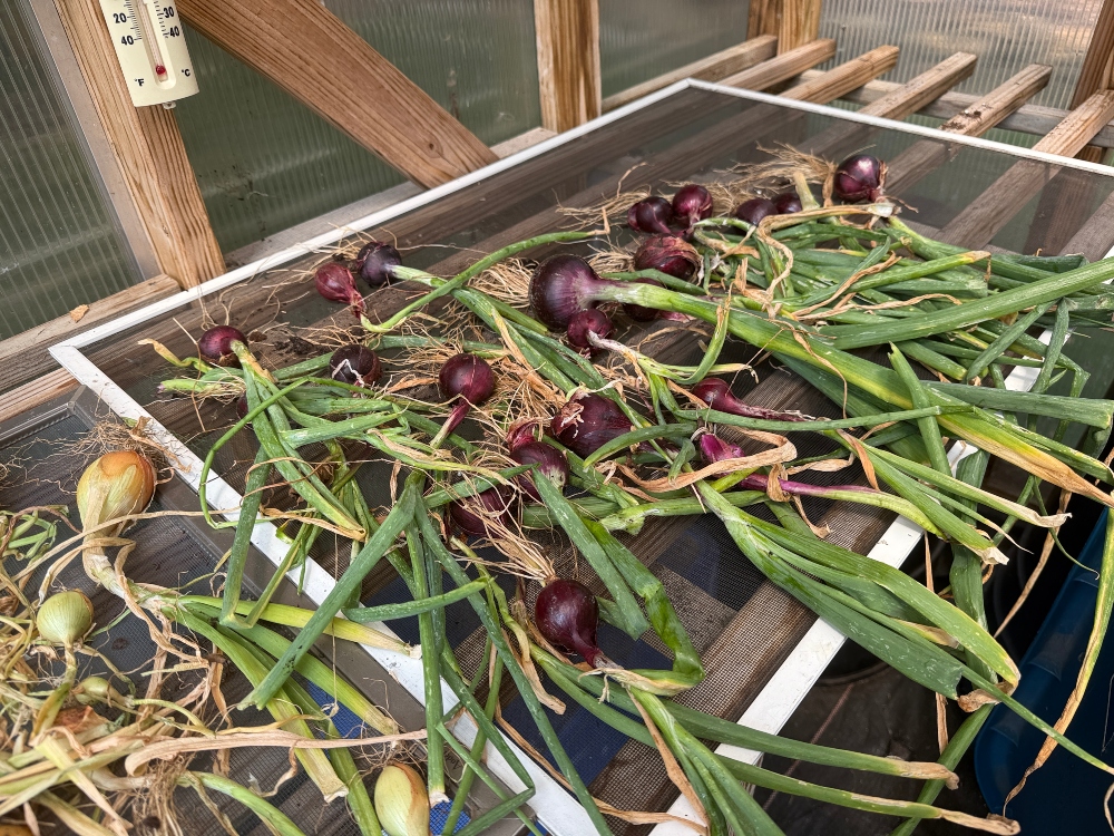 hivegarden-onions.jpg