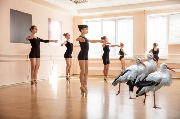 storks-in-ballet-class.jpg