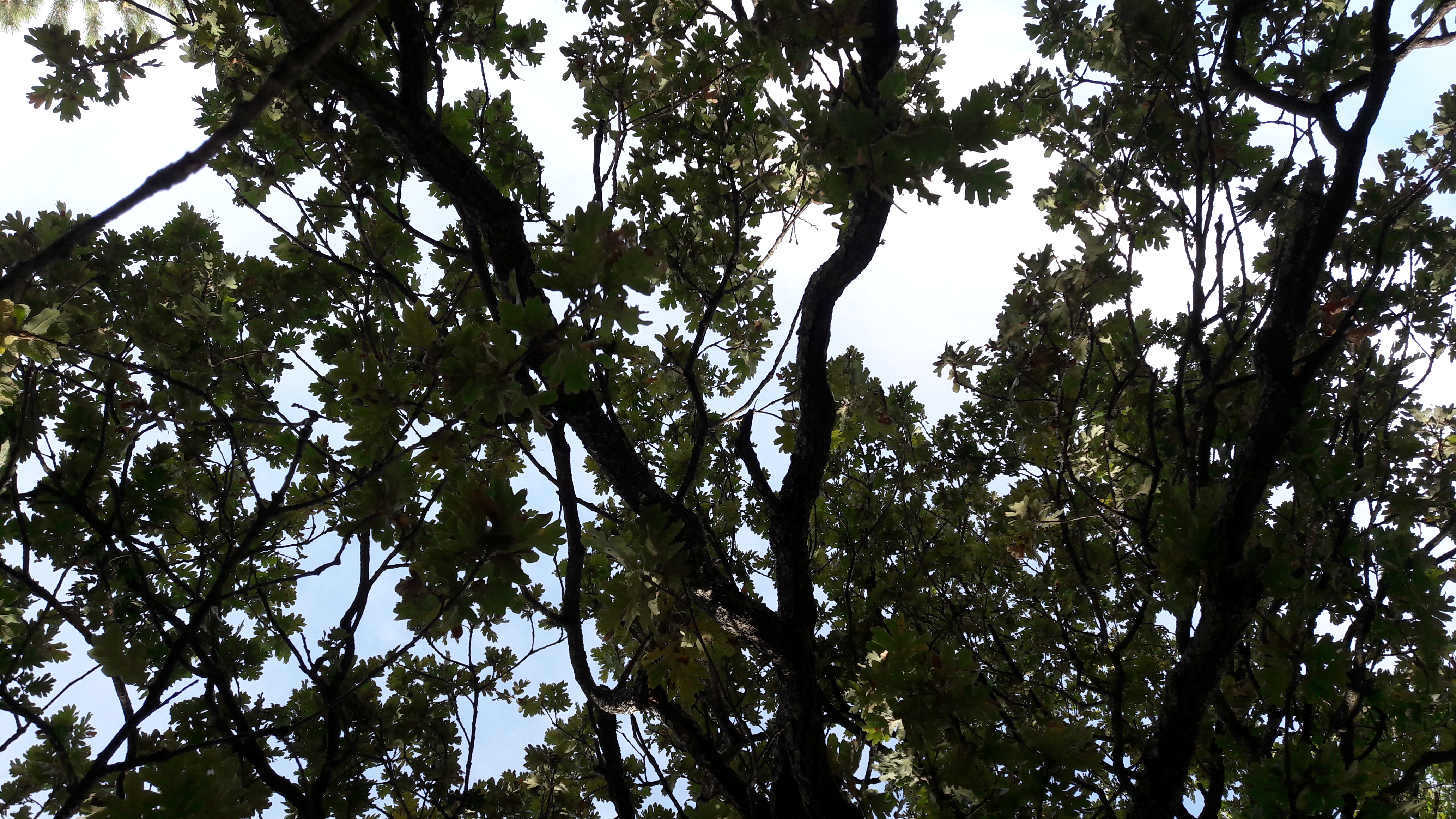 Flora-Tree-Forest-Publicdomain (11).jpg