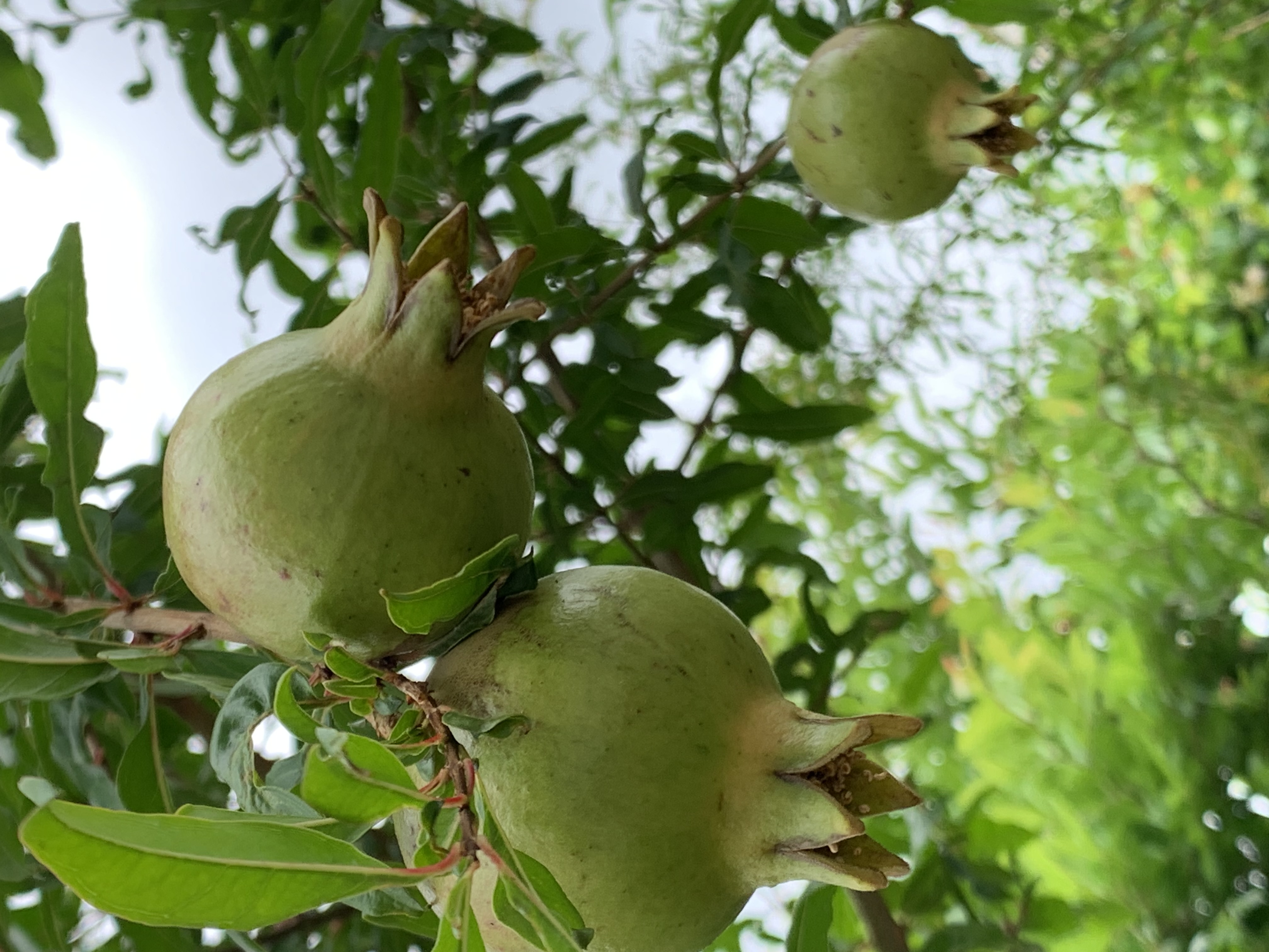fruit10.jpg