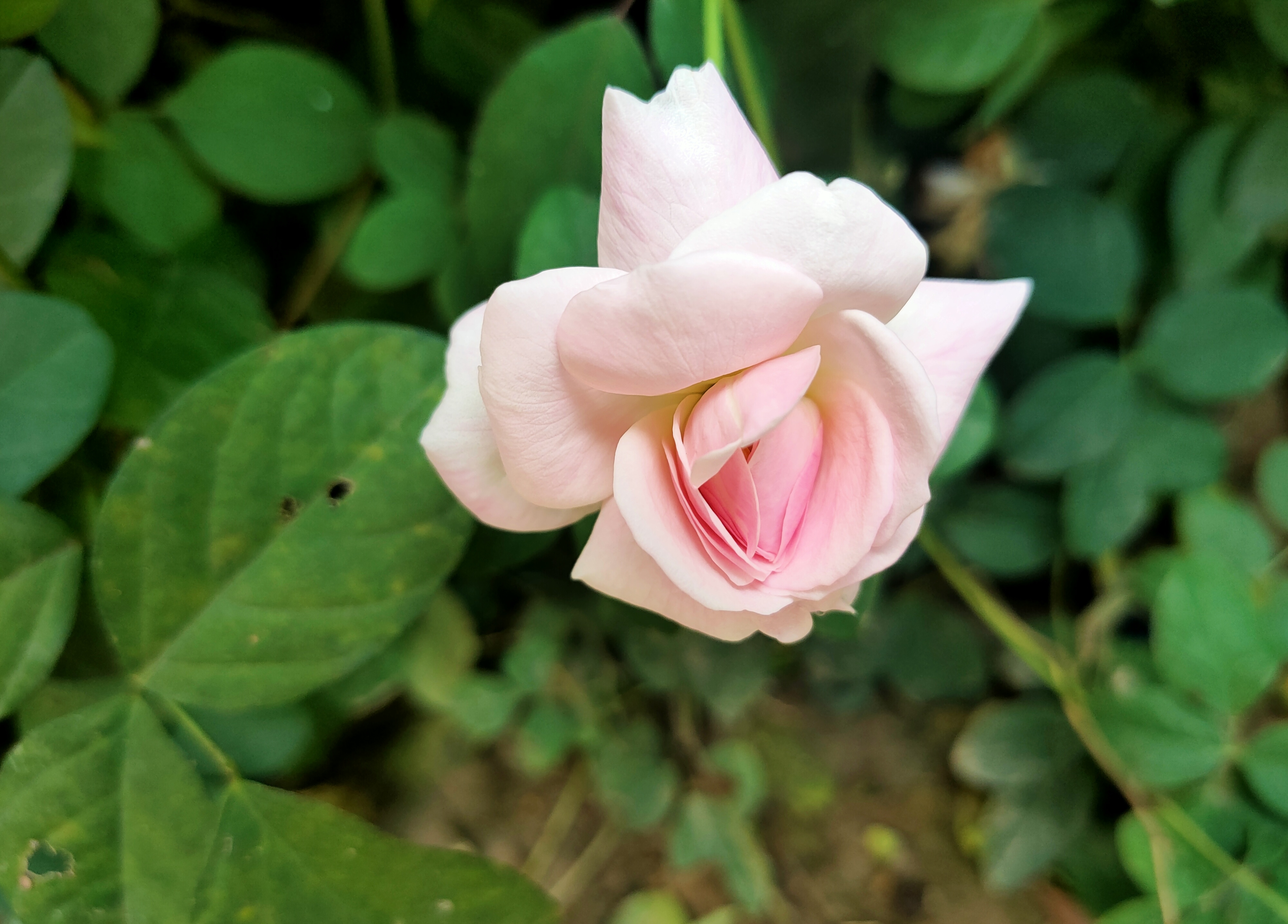 IMG_20250418_195950.jpg