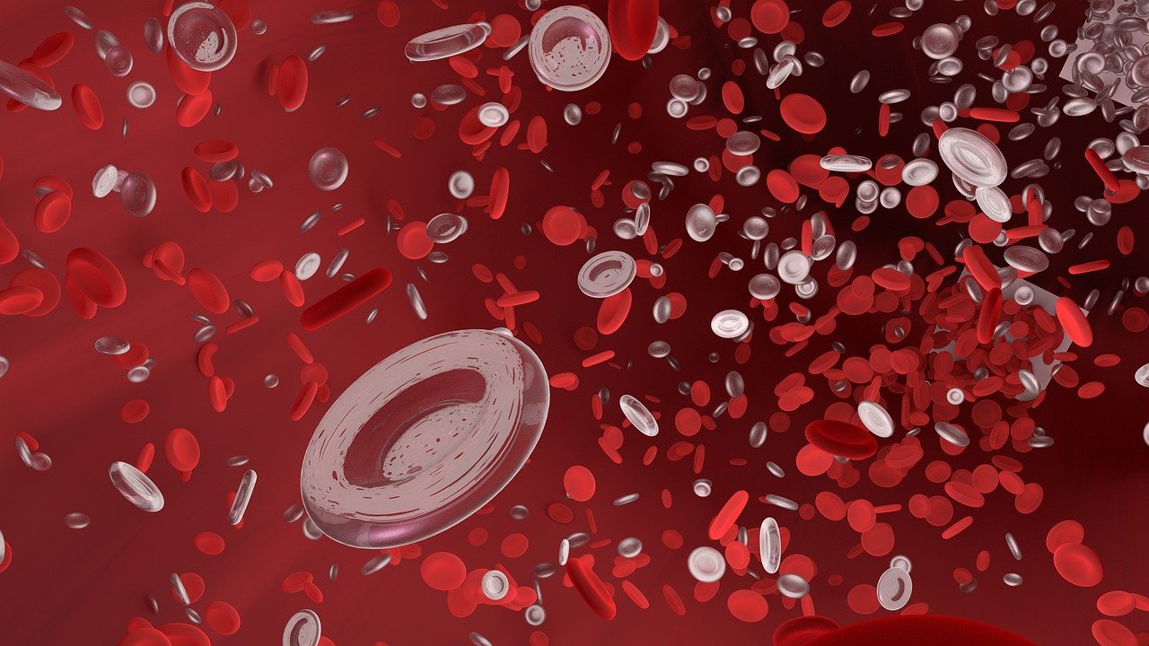 red-blood-cell-4256711_1280.jpg