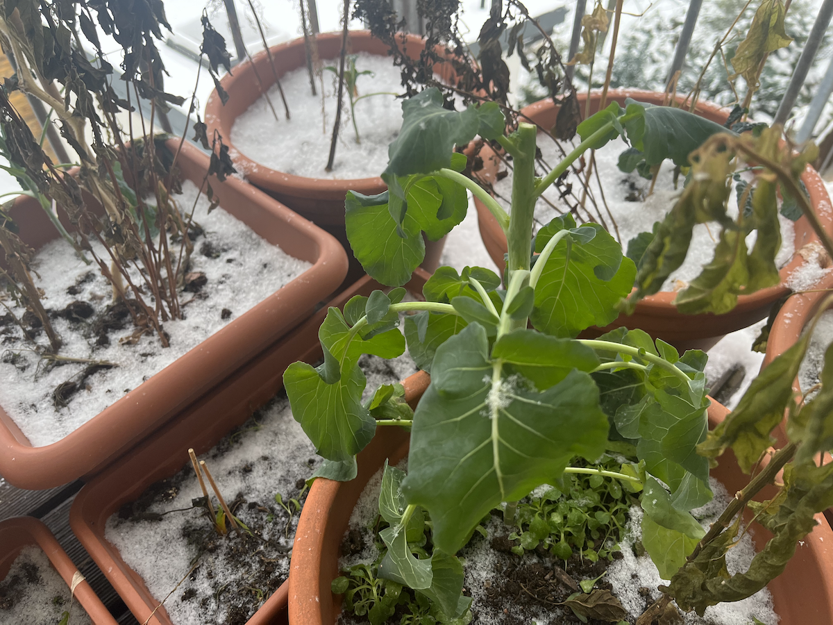 garden2.png