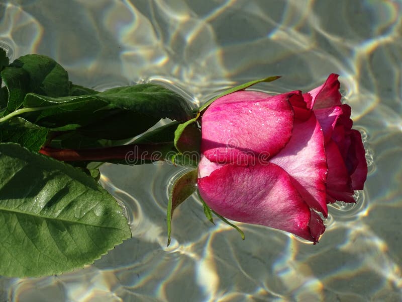 rosa-di-nell-acqua-98529060.jpg