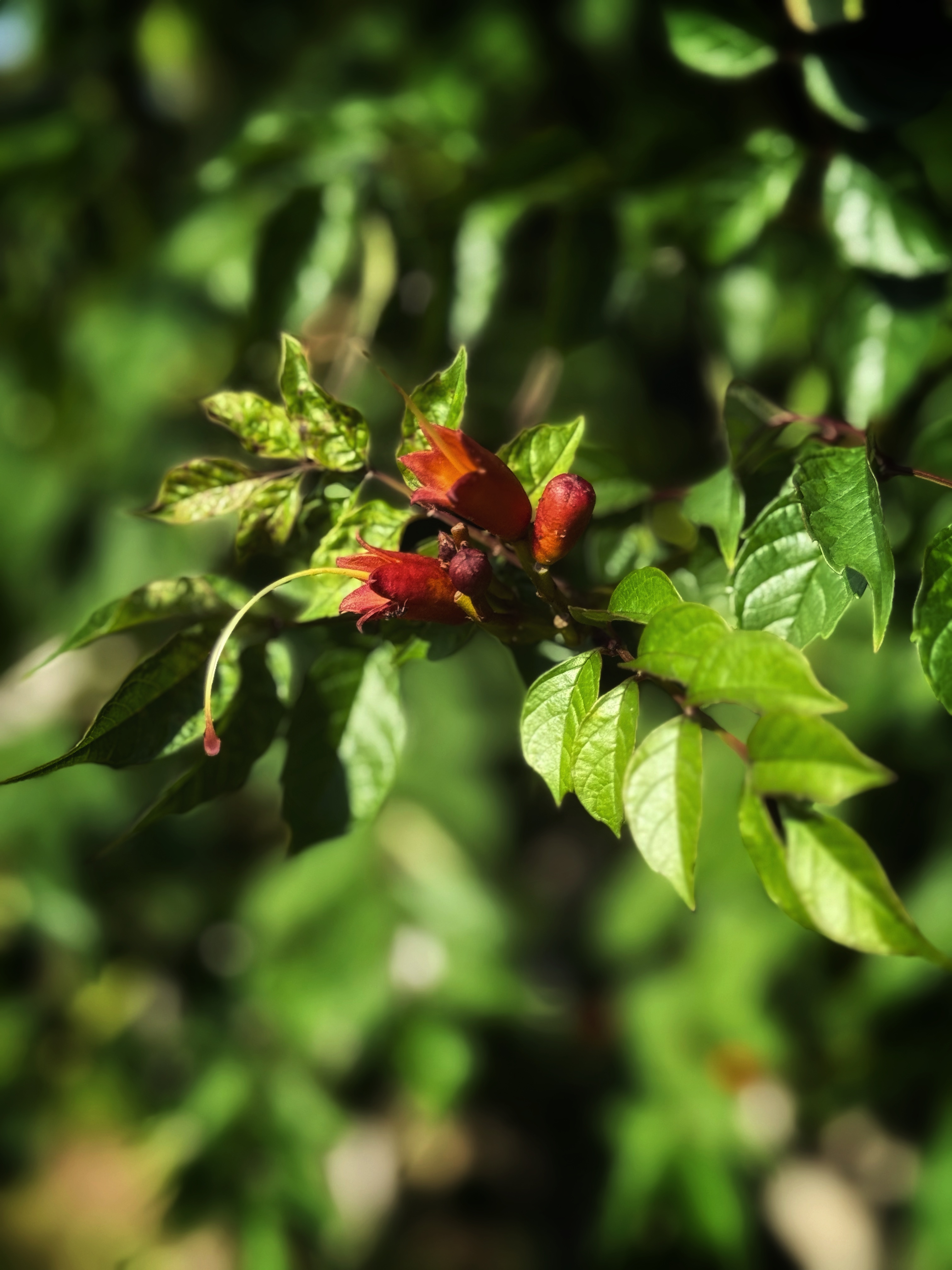 IMG_4293.jpeg