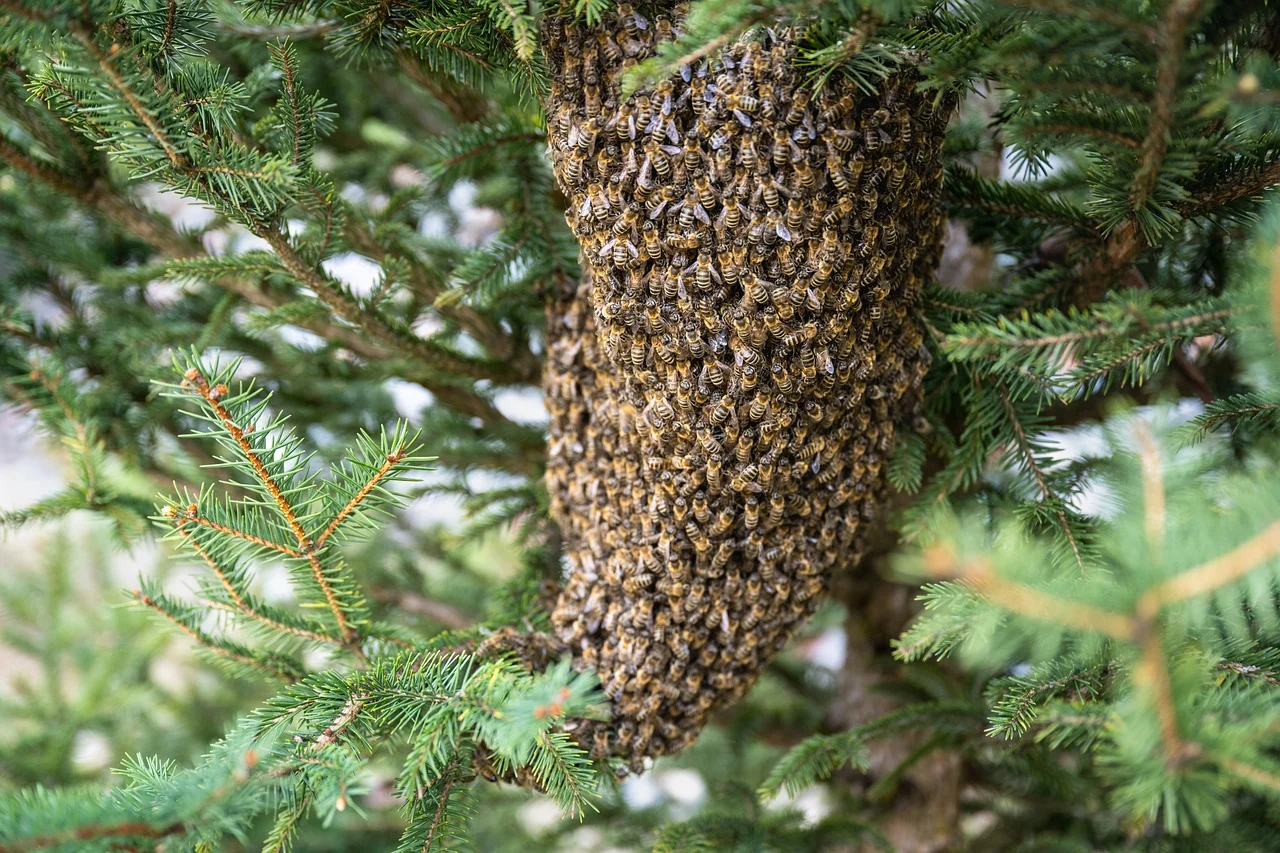 swarm-of-bees-7996582_1280.webp