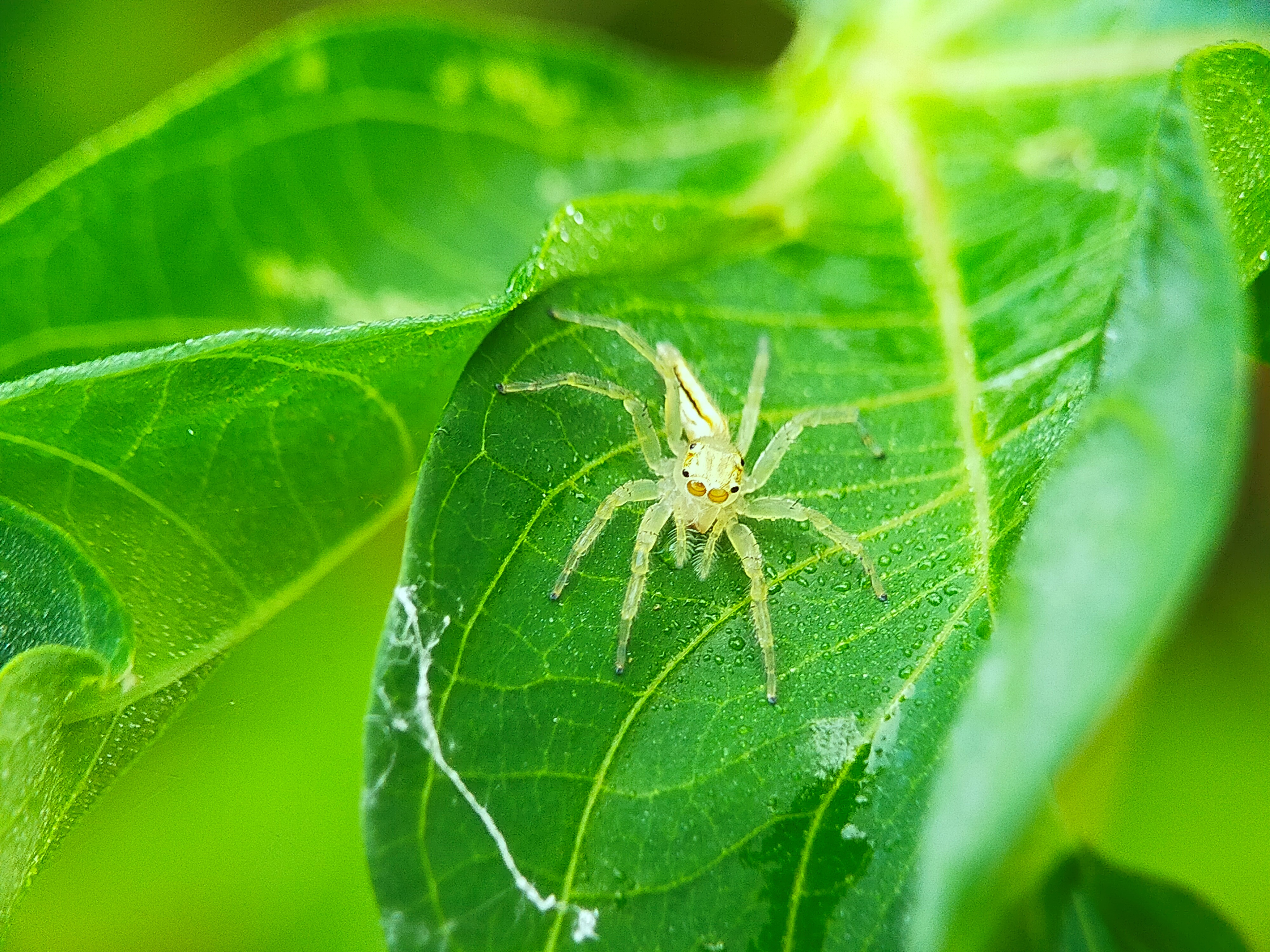 Telamonia Dimidiata (32).jpg