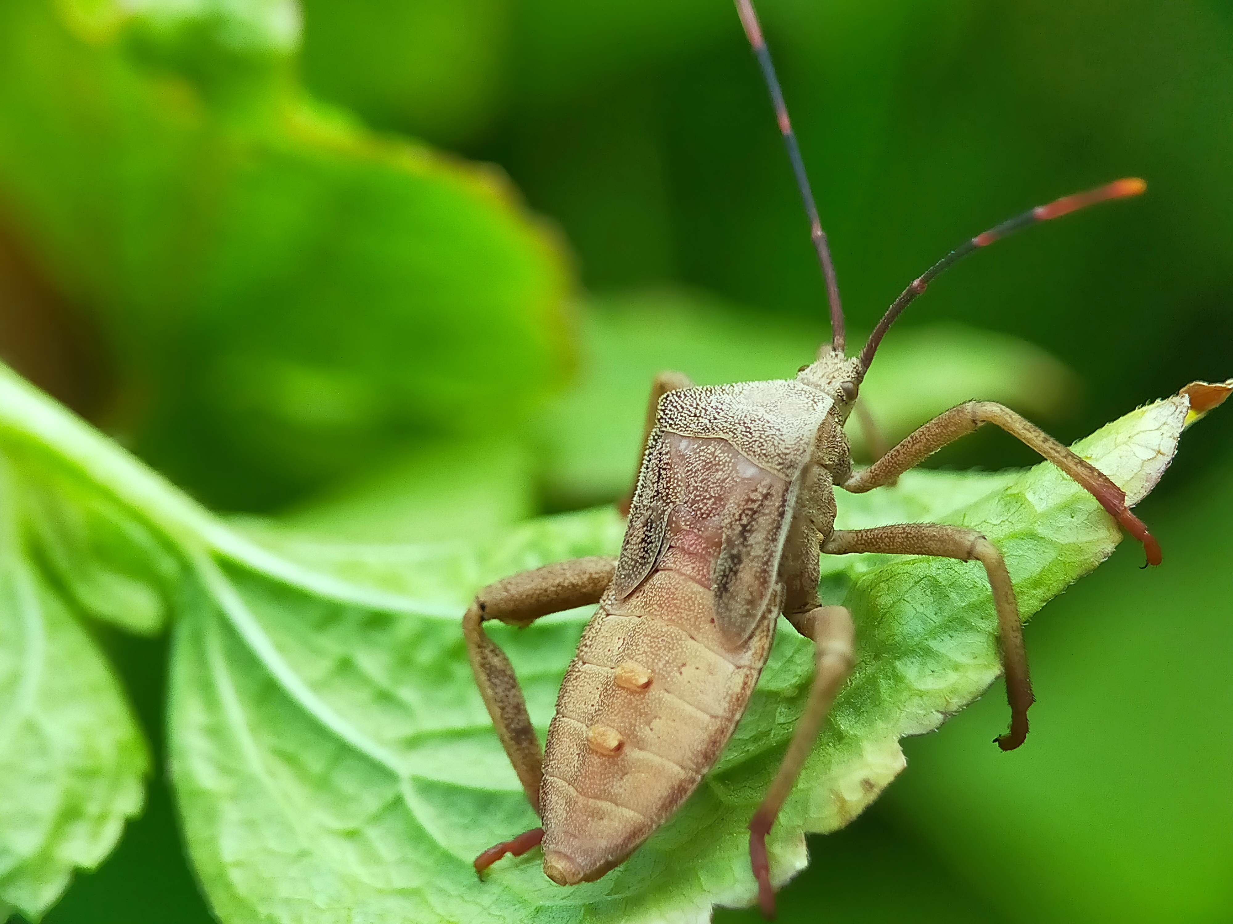 Stink Beetle (29).jpg