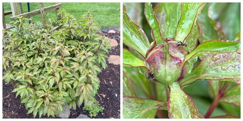 hivegarden-vegetables-4.jpg