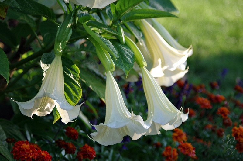 https://images.hive.blog/DQmcfwcCsKRfLvTdibg8QU5euy1N2HhEc3WqQdJTwoxC2SW/gardening%20photography%20brugmansia%20naturesbeauty%201%20.jpg