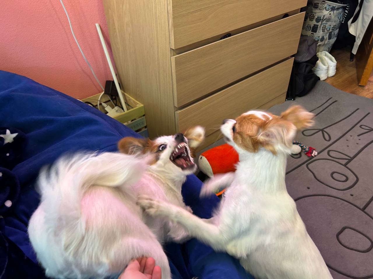 IMG_0014.jpeg