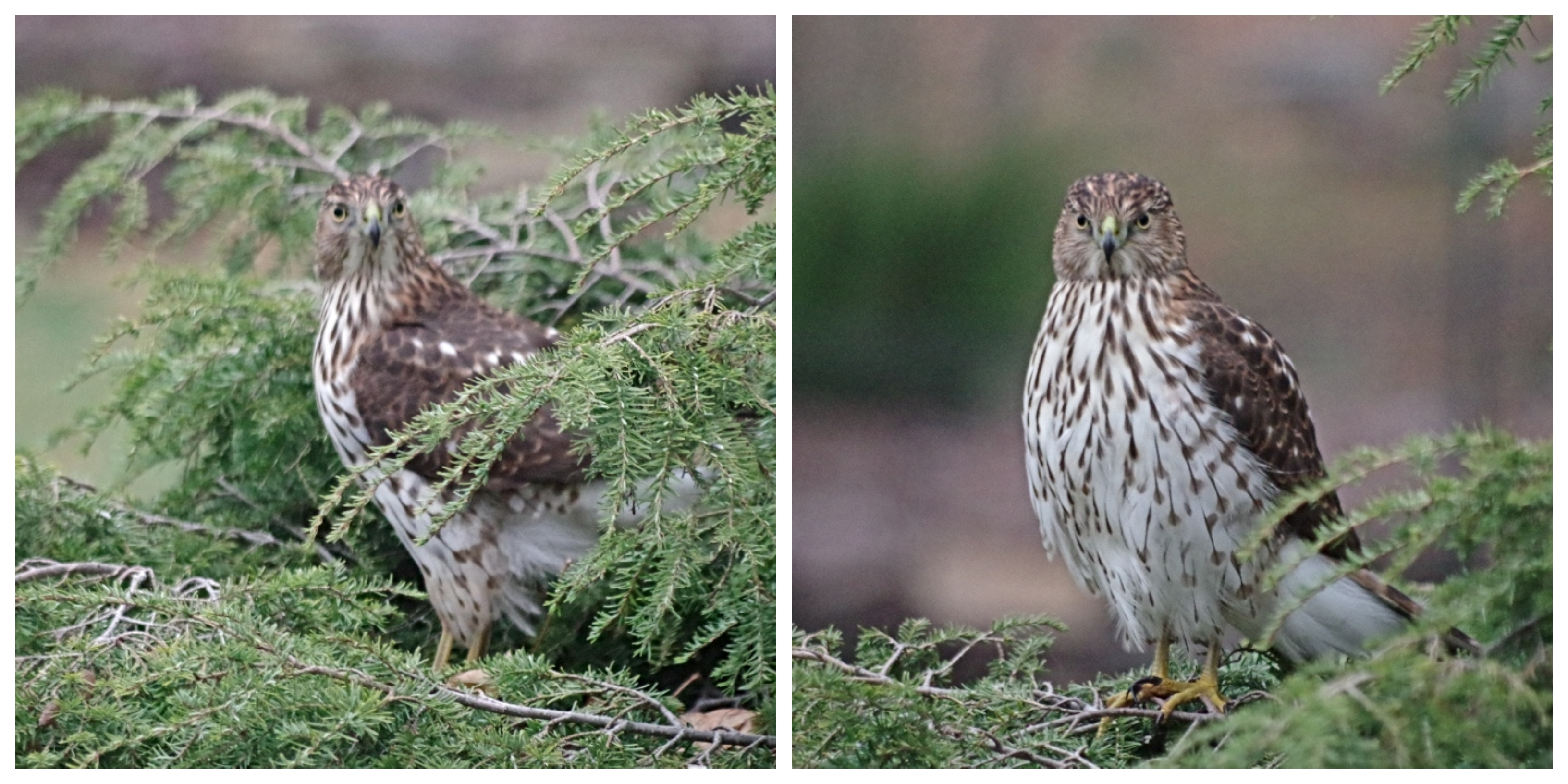 coopers-hawk-predator-2.jpg