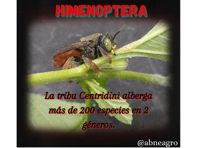 Himenoptera(1).png