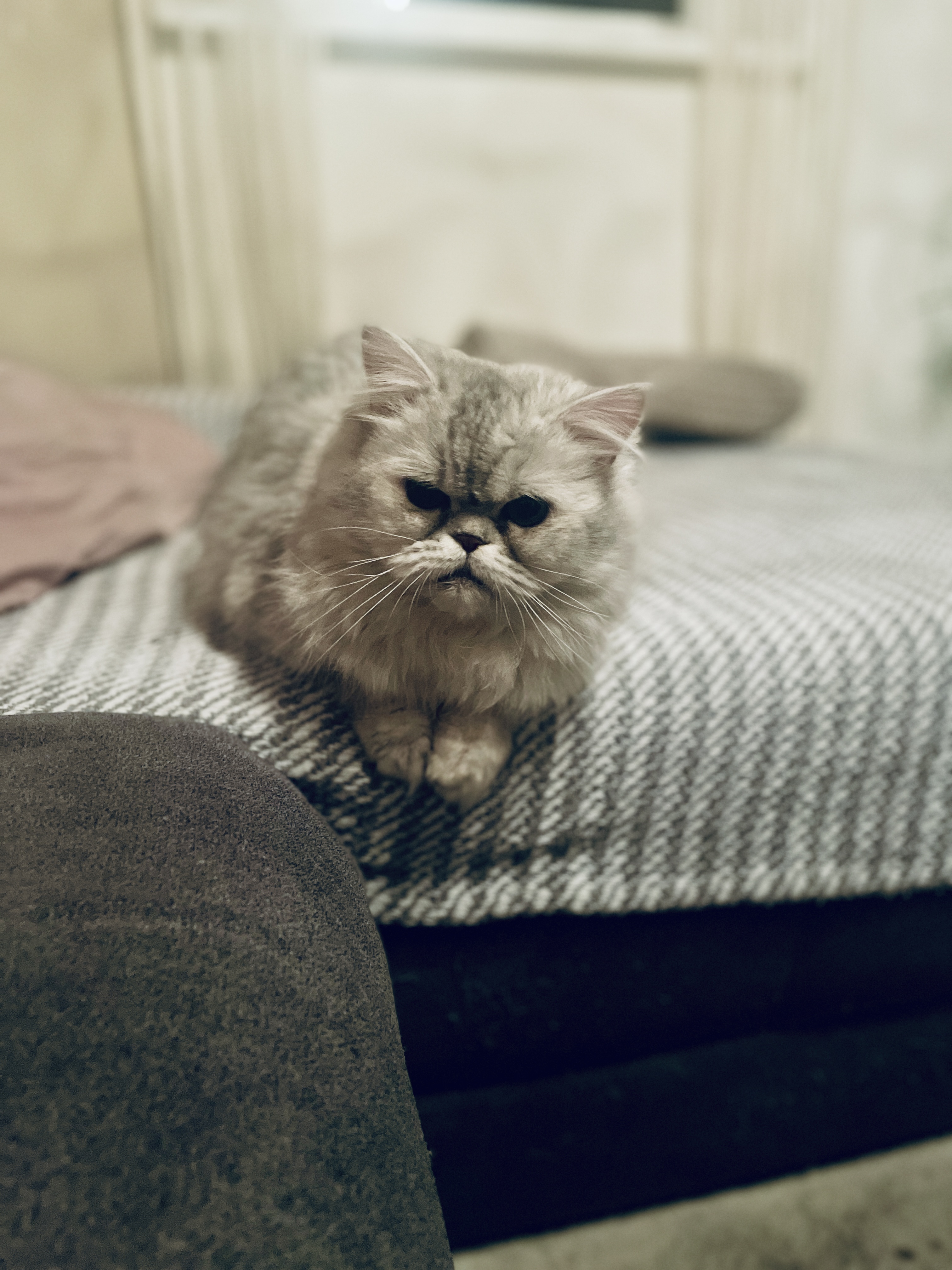 IMG_4347.jpeg