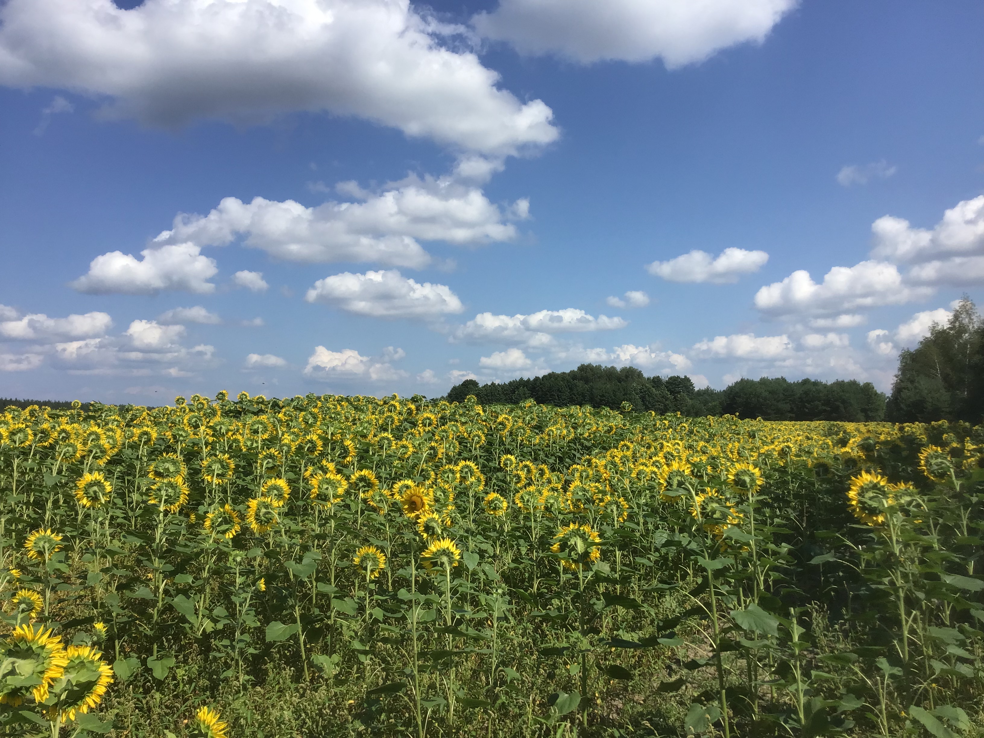 IMG_0697.jpeg