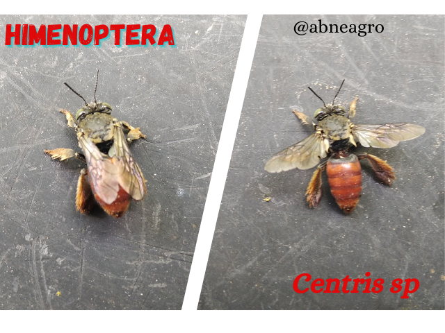 Himenoptera(4).png