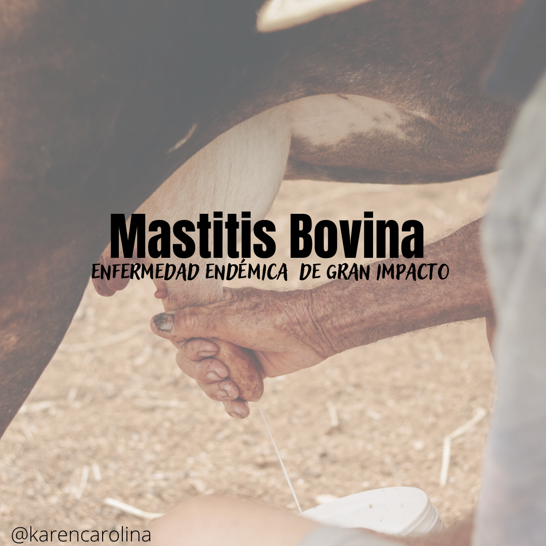 Mastitis Bovina (1).png
