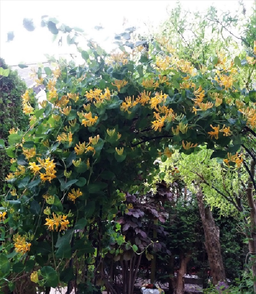 honeysuckle 2.jpg