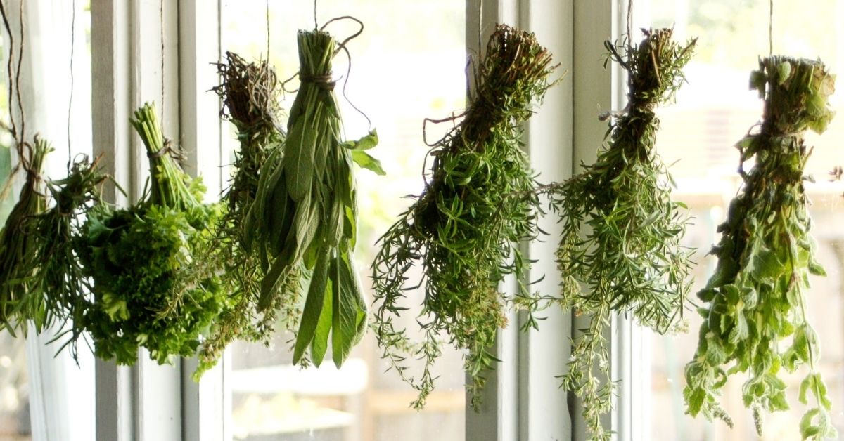 drying-herbs.jpg