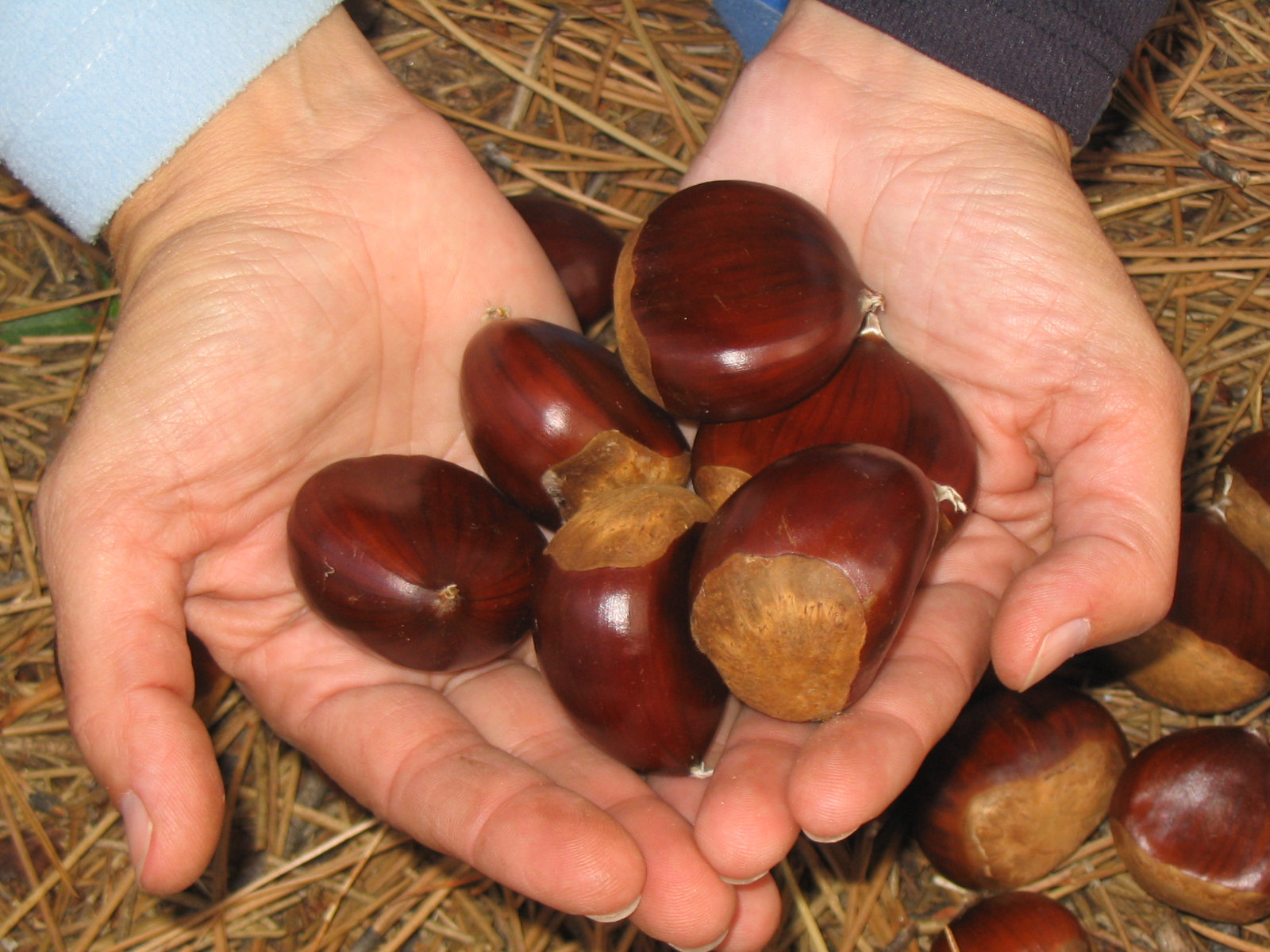 Gredos 51.jpg