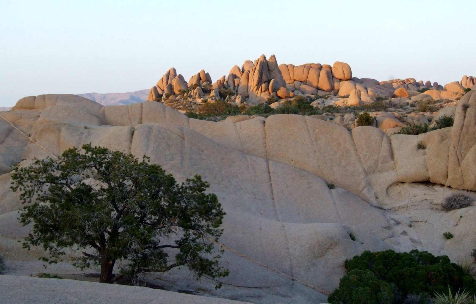 0187JoshuaTree.jpg