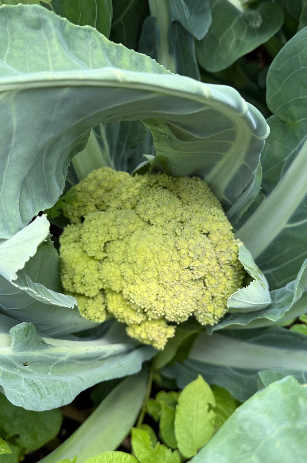hivegarden-veggies-4.jpg