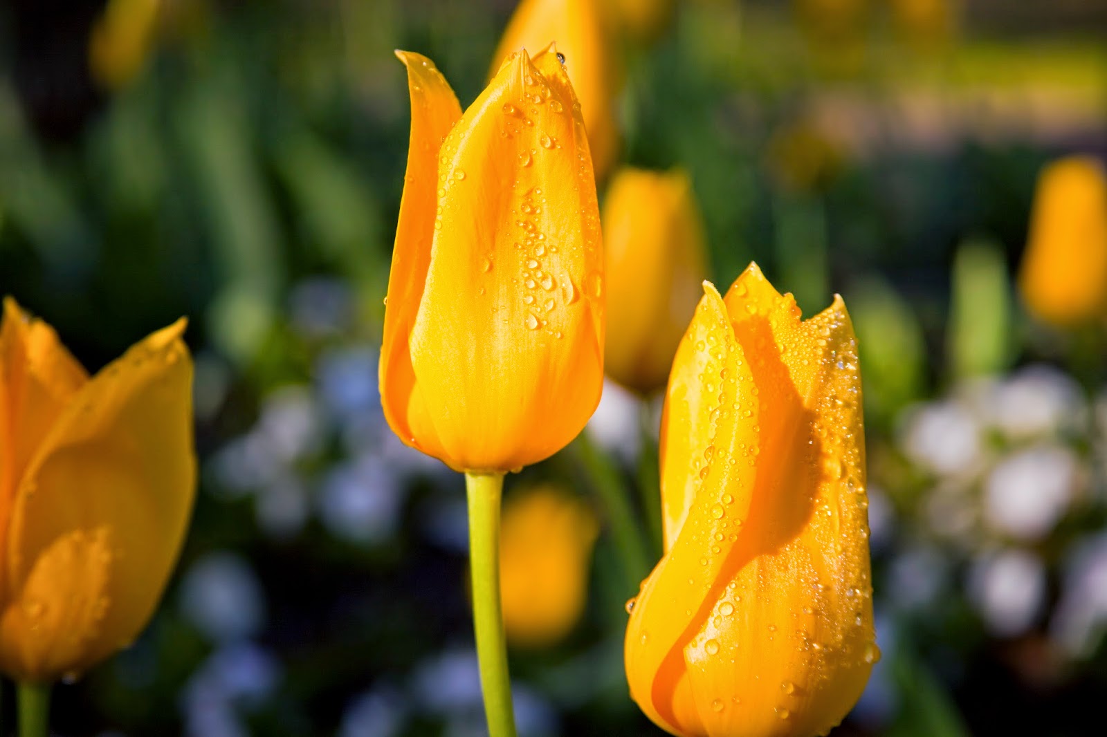 yellowtulips.jpg