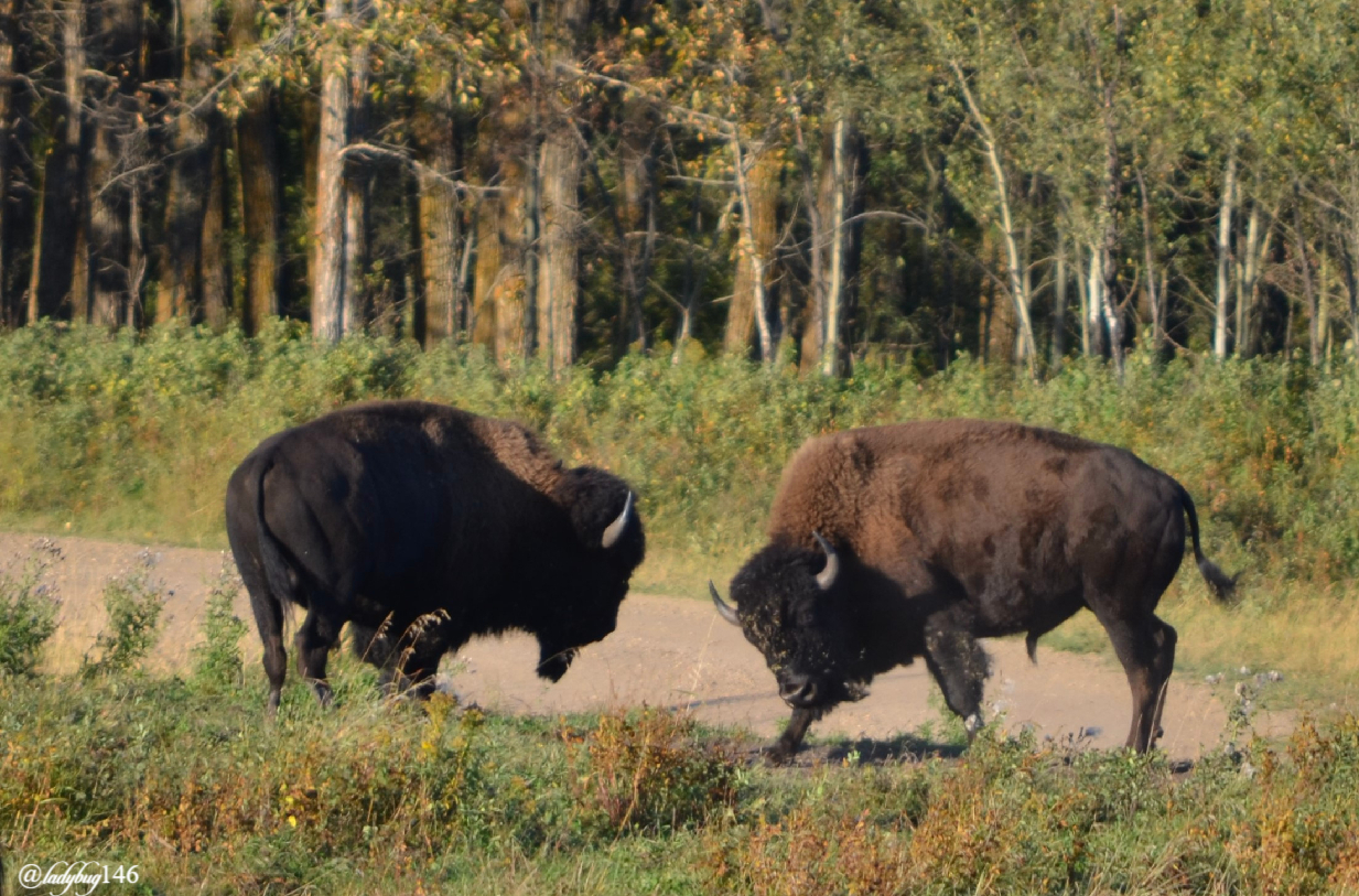 elk island (4).jpg