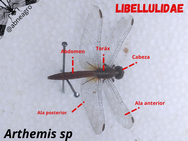 Libellulidae(3).png
